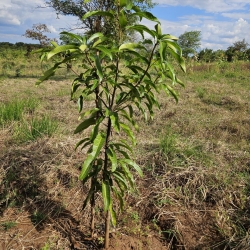 7) Tanz 24 Trees Plant 2.jpg